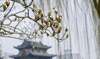三月不负春光的唯美句子